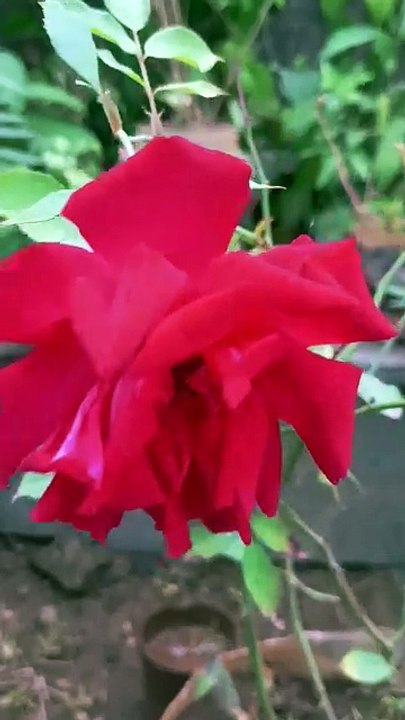 Aesthetic phone cover ✨#phone case painting #phone cover diy #aesthetic phone case painting ideas #shorts #viral #beautiful #viral