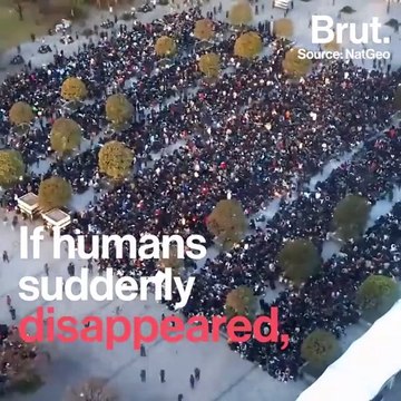 What would happen to Earth if humans suddenly disappeared ?