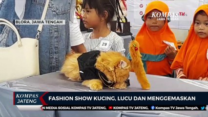 Fashion Show Kucing, Lucu dan Menggemaskan
