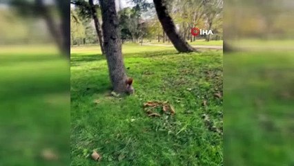 Sincabı kendi elleriyle böyle besledi