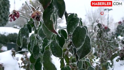 Sivas'ta Sibirya soğukları, eksi 15 derece ile doğa sanata dönüştü
