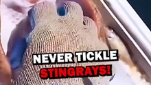NEVER TICKLE STINGRAYS! #animals #animalstories #pets #animalrescue #cute #natureglobal #stingray