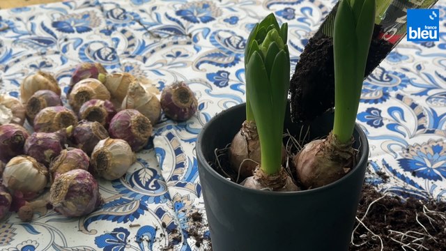 Roland Motte, jardinier : forcez des bulbes de jacinthes