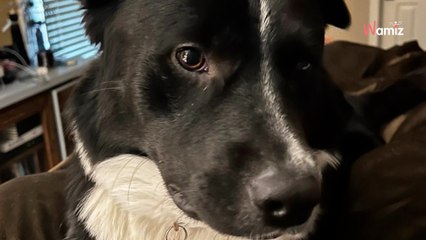 Mitten in der Nacht weckt er sie: Hund wird zum Lebensretter