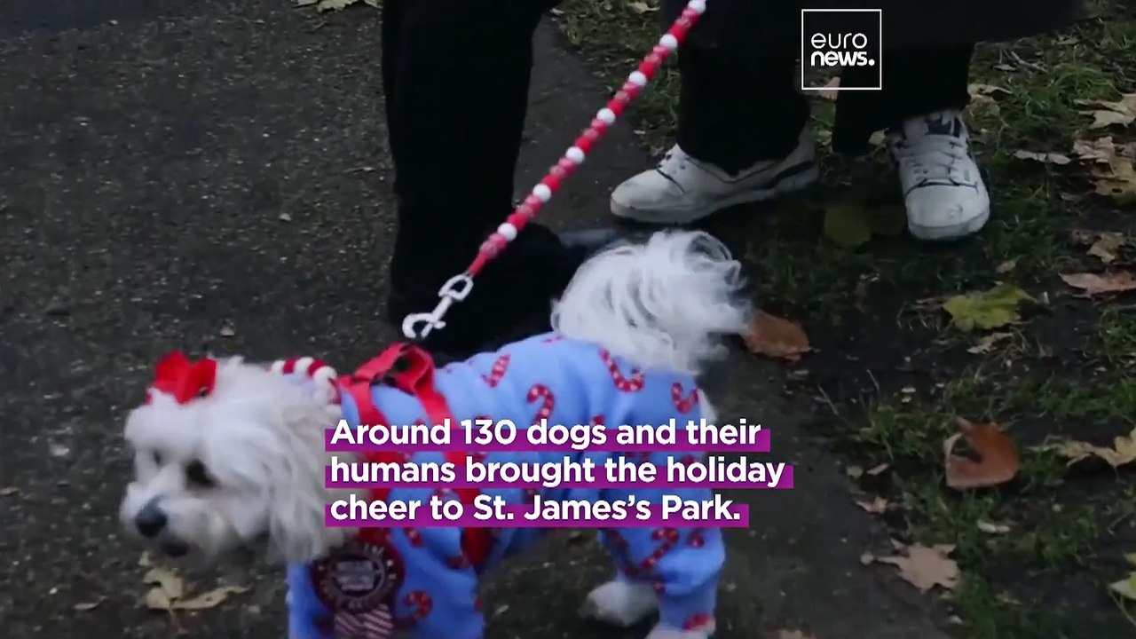 Yappy holidays: Dogs in Christmas sweaters parade through London to support rescue charities