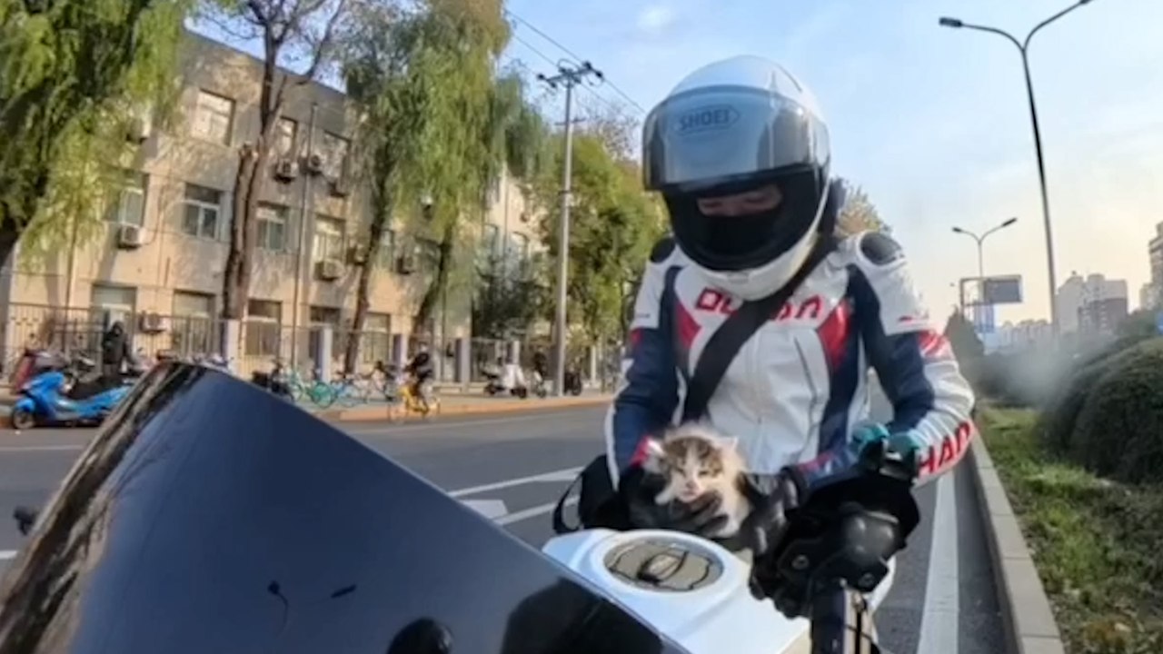 Motorradfahrer stoppt Verkehr, um auf viel befahrener Straße gestrandetes Kätzchen zu retten