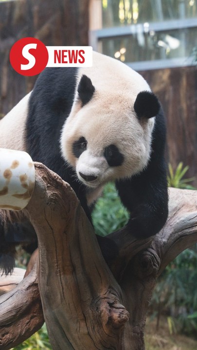 New giant pandas unveiled to media in Hong Kong...