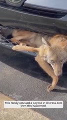 Una familia rescata a un coyote que había quedado paralítico tras ser atropellado y consigue curarle
