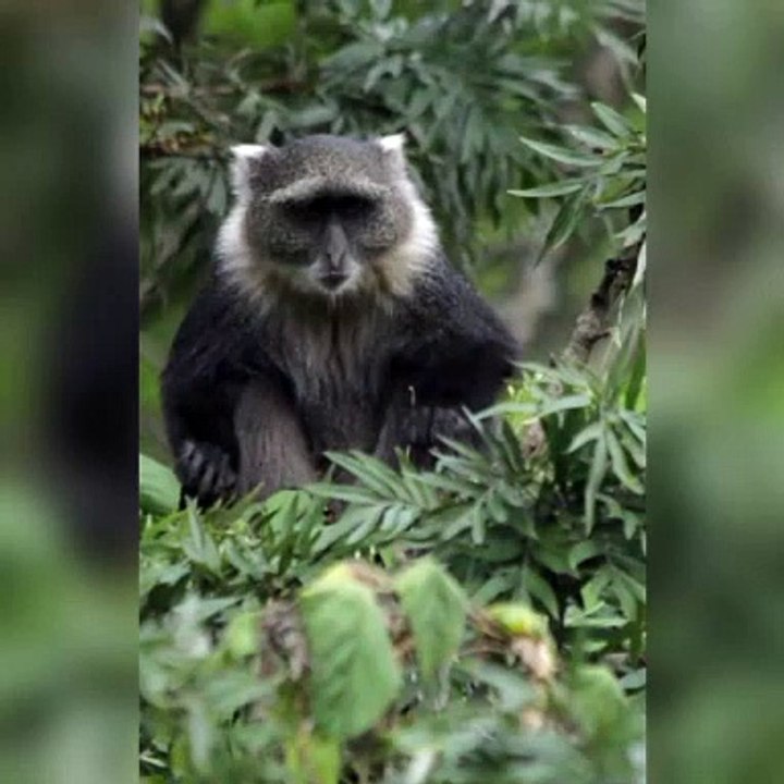 Monkey eating alone