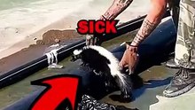 SAVING SKUNK! #animals #animalstories #pets #animalrescue #cute #cuteanimals #natureglobal