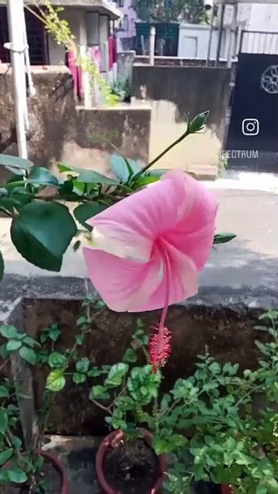 Pink Hibiscus Flower