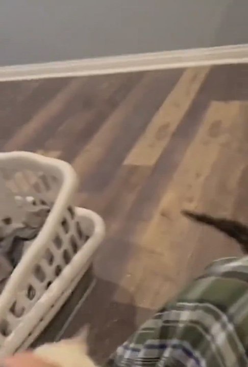 El recopilatorio de vídeos de gatos reaccionando al caer en el agua que no podrás dejar de ver