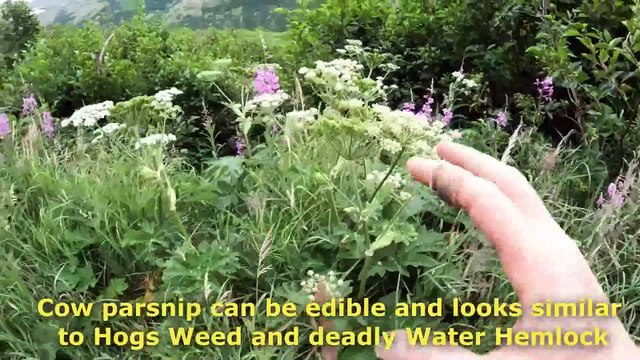 Mountain Survival & Bushcraft Camping - Fishing for Dinner, Foraging and Building a Survival Shelter