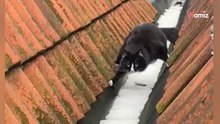 Katze, die im Schnee friert, bringt mit ihrer Akrobatik 2,5 Millionen Menschen zum Lachen
