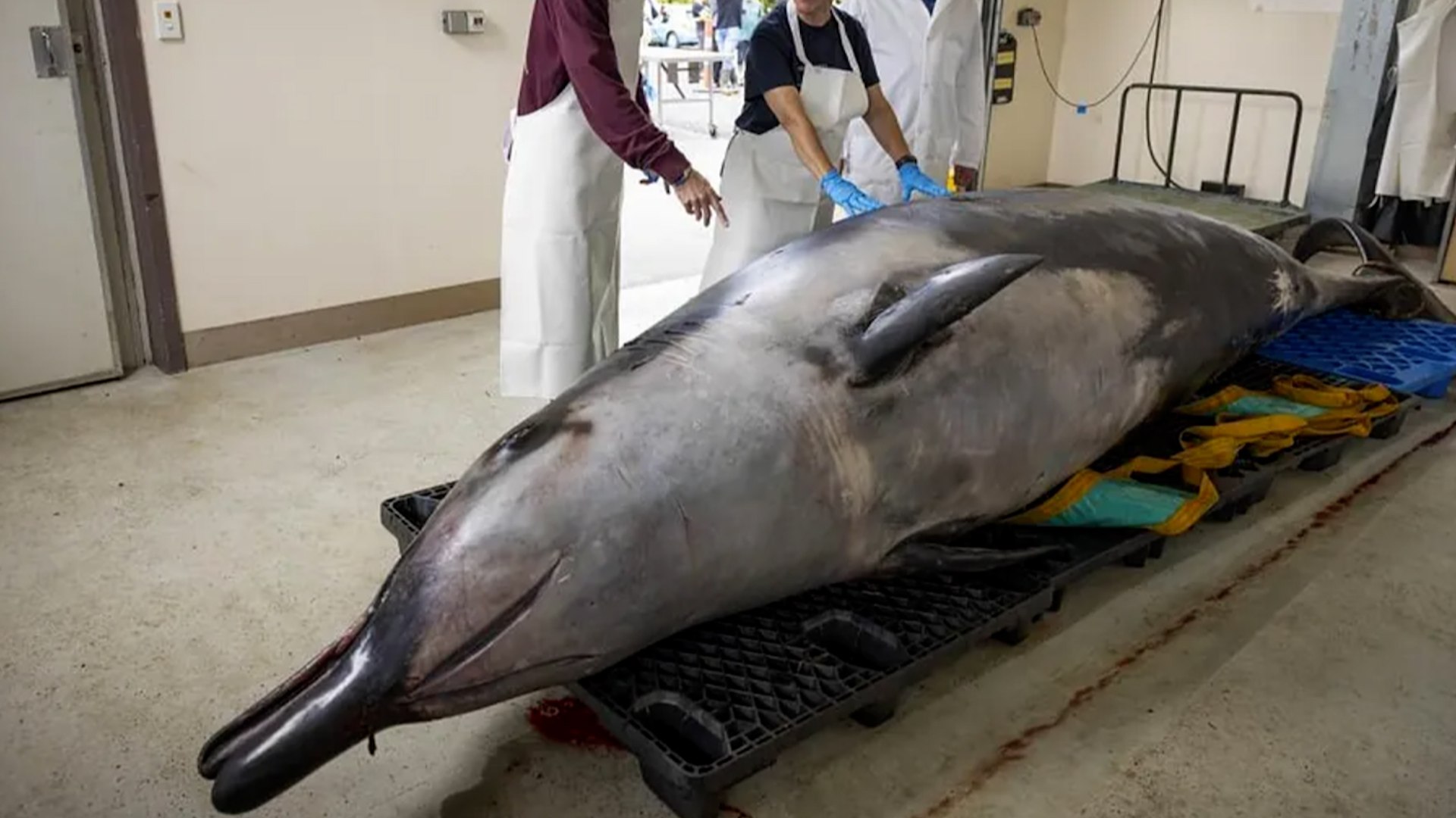 Es la ballena m�s rara del mundo, pues s�lo se han avistado siete ejemplares de su especie.

No se sabe casi nada de esta enigm�tica especie, pero un peque�o grupo de cient�ficos y expertos culturales de Nueva Zelanda se reunieron en torno a un zifio o ballena picuda casi perfectamente conservada con la esperanza de descifrar d�cadas de misterio.