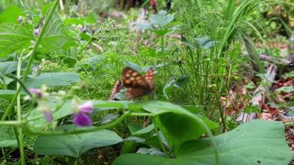 Test du Sony ZV-E10 II : l'autofocus (partie 1)