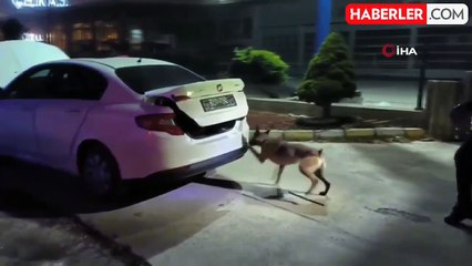 Afyonkarahisar'da 21 Buçuk Kilogram Uyuşturucu Ele Geçirildi