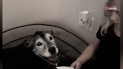 Cette fillette apprend que son chien de 15 ans va mourir : ils n'étaient pas préparés à son geste d'adieu (vidéo)