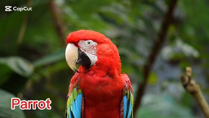 Beautiful birds burung cantik