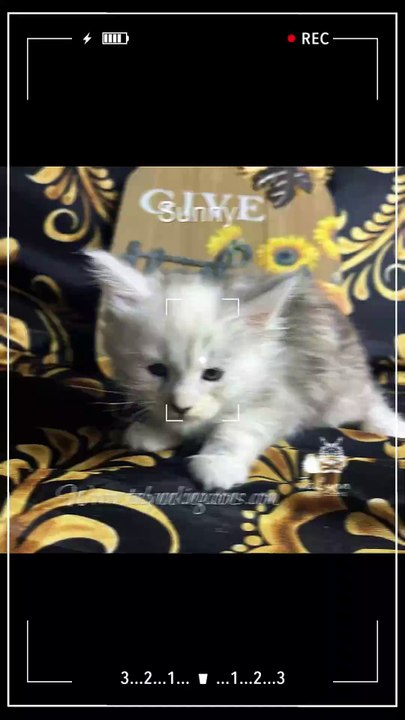 Look like a rockstar, torbie shaded Maine Coon