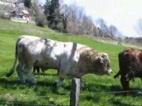 AUVERGNE Tour d'Auvergne 26 avril 2008 MVI_0021