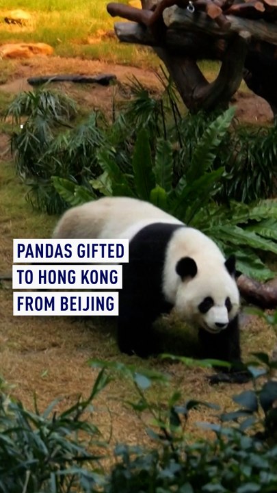 Pandas gifted to Hong Kong from Beijing