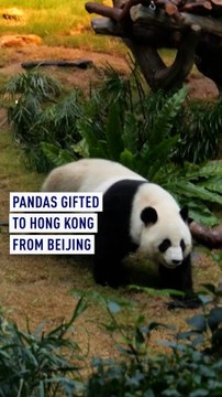 Pandas gifted to Hong Kong from Beijing