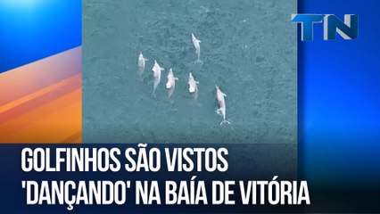 Golfinhos são vistos 'dançando' na Baía de Vitória