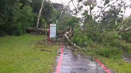 Queda de árvore provoca interdição total da Avenida Fredolin Wolf