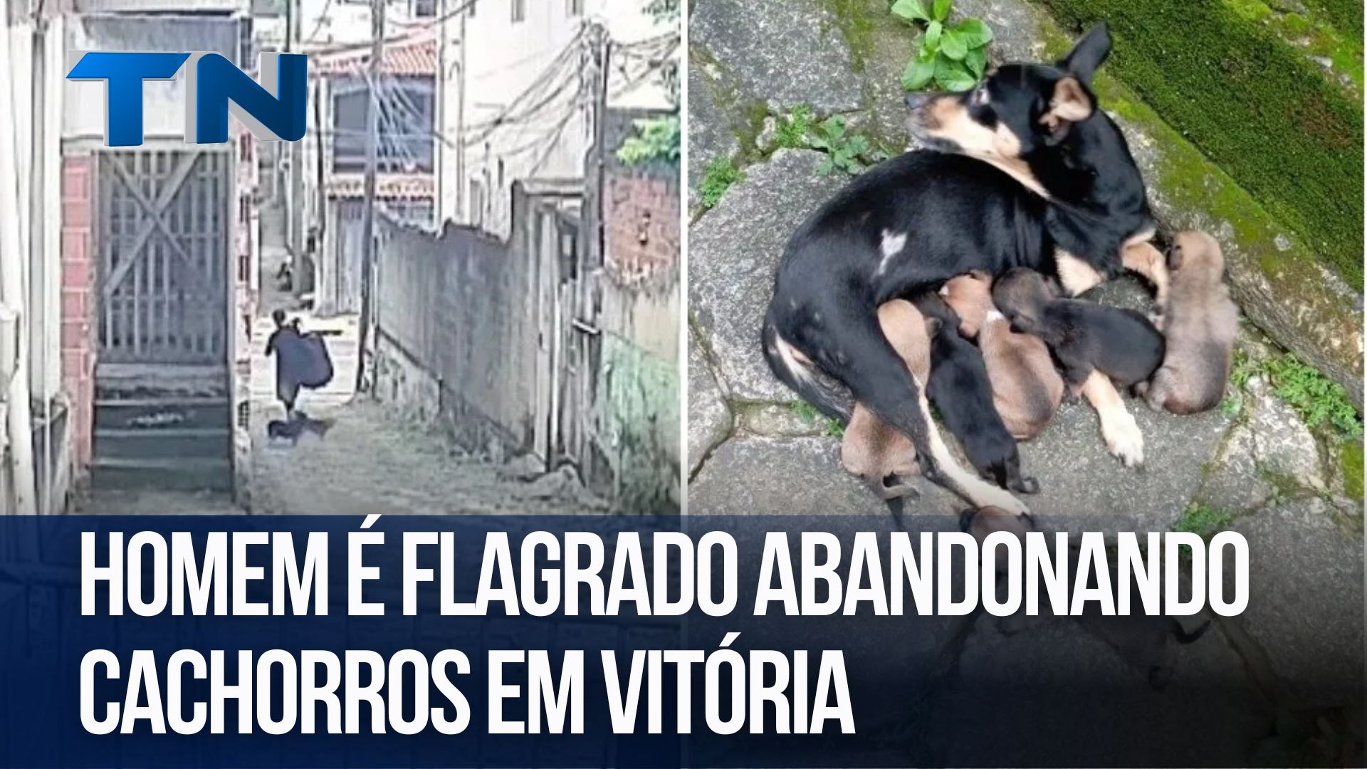Homem é flagrado abandonando cachorros em Vitória