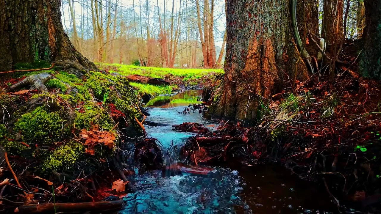 How a Stray Dog Changed His Life ｜ motivational story ｜ Best way to improve English speaking skills