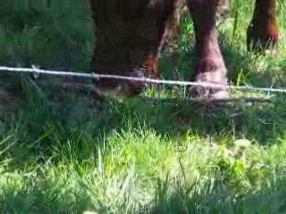 Vaches Salers à la Tour d'Auvergne     MVI_0020