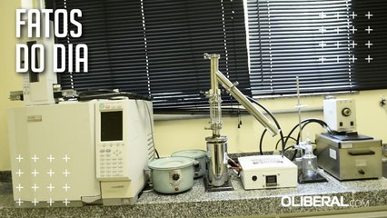 Caroços de açaí e tucumã serão reaproveitados em novo laboratório da UFPA; veja como