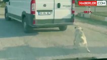 Minibüsün Arkasına İple Bağlanan Köpek, Kameraya Yakalandı