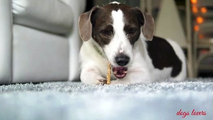 Duggu 🐕 qya kha raha hai #trending#8kviral#shorts