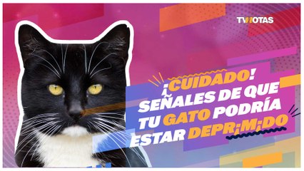 Depresión en gatos: causas, síntomas y cómo ayudarlos a recuperarse