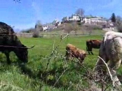 Tour d'Auvergne / vaches salers MVI_0022