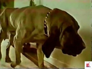 1960s talking bloodhound for LYSOL spray TV commercial
