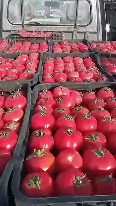 🔴اسعار الطماطم🍅🍅 اليوم من سوق الجملة بواد سوف.
