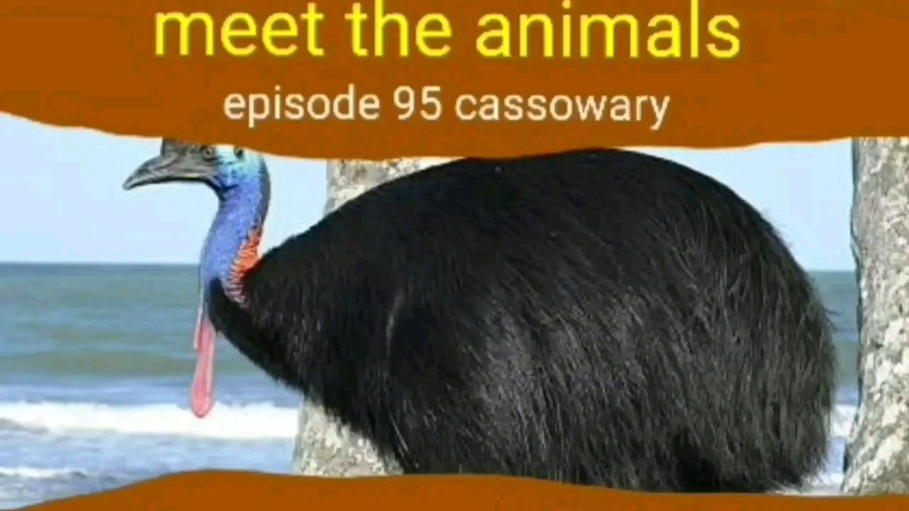 Meet The Animals 95: Cassowary