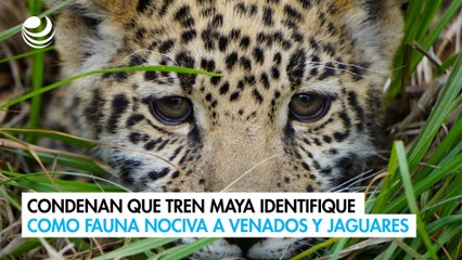 Condenan que Tren Maya identifique como fauna nociva a venados y jaguares