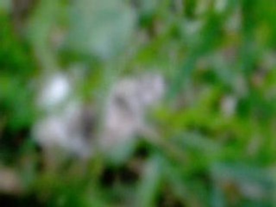 helico_rc_raptor30v2_caméra_embarquée