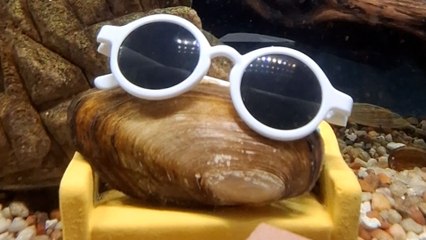 Dodo Producer Interviews Maurice The Clam And His 'Unique' Family