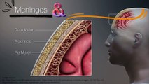 Meninges Explained: Layers and Spaces Between Them | Novice Medic
