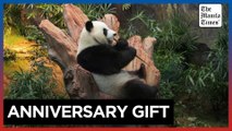 New giant pandas unveiled to media in Hong Kong ahead of public debut