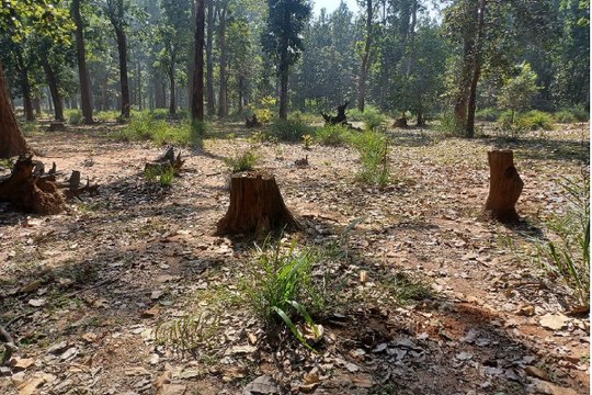 CG News: पेड़ों की कटाई का सिलसिला नहीं हो रहा काम, लोग अब पेड़ नही ठूठ गिन रहे, देखे Video...