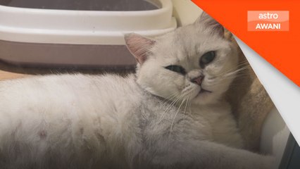 Hotel kucing jadi tumpuan ketika banjir