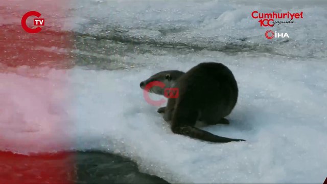 Nesli tükenme tehlikesi altında... Bu kez Erzurum’da görüntülendi!
