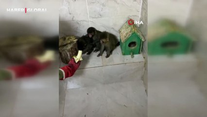 Irak'tan Türkiye'ye getirilen 3 maymun bu halde yakalandı