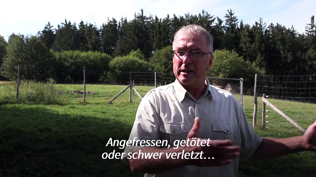 Streit um den Wolf in Österreich